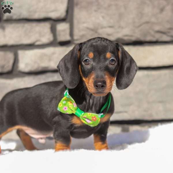 Jordan, Dachshund Puppy